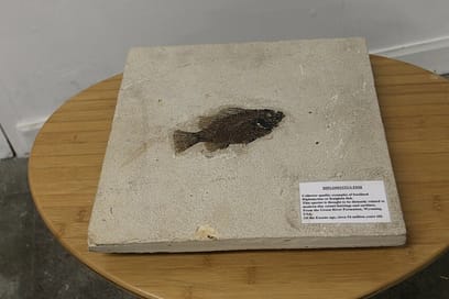 54 million years old Large fossil fish diplomystus 13″ by 13″