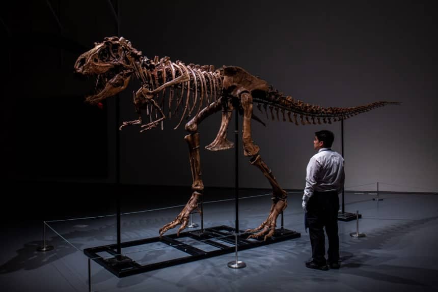 Rare Gorgosaurus Could Fetch $8 Million